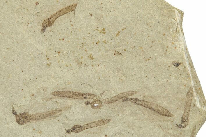 Crane Fly (Tipulidae) Mortality Plate - Green River Formation #360056